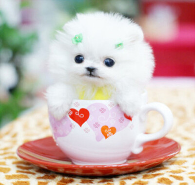 mini茶杯犬