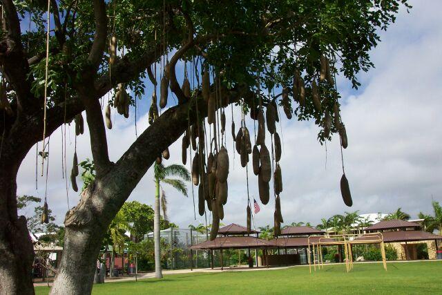 香肠树 sausage tree 紫葳科(Bignoniaceae)香肠树属(Kigelia, 即吊灯树属)的唯一种，学名为K. africana。原产热带非洲。株高6∼12公尺(20∼40呎)，果实香肠状，长30∼60公分(1∼2呎)，悬垂於绳索状长柄下。花径约10公分，紫绿色，形状略不整齐或向一侧弯曲，著生於老枝，因悬挂方式便於蝙蝠(主要传粉者)采蜜。花在傍晚後才开放，并放出老鼠那样的气味吸引蝙蝠，蝙蝠吸食其花蜜和花粉。花翌晨凋落。