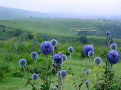 菊科漏芦