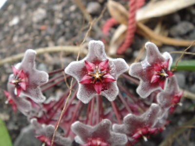 毬蘭 ?英文名稱： Common Wax-plant ?學 名： Hoya carnosa (L. f.) R. Brown Asclepias carrnosa L. F. Hoya carnosa (L. f.) R. Br. ?科 名： 蘿藦科(Asclepiadaceae)毬蘭屬(Hoya) ?別 名： 玉繡球、玉…