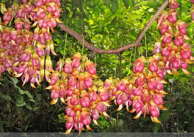 禾雀花，又叫雀儿花。通常有白花油麻藤(Mucuna birdwoodiana),花白色；美叶油麻藤(M·calophylla)花紫色；常绿油麻藤(M·sempervirens)花深紫色等几种，为蝶形花科油麻藤属木质藤本植物。由于禾雀花四季常青，每逢清明节前后繁花似锦，吊挂成串犹如禾雀花飞舞，颇具观赏价值。