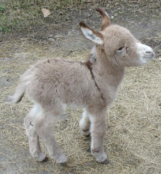 Miniature Donkeys!!!