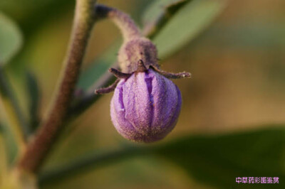 茄子花