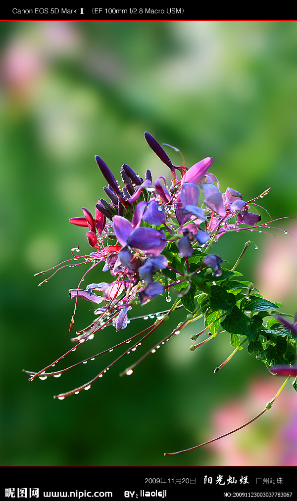 醉蝶花花梗长而壮实,总状花序形成一个丰茂的花球,花形优美别致,花瓣