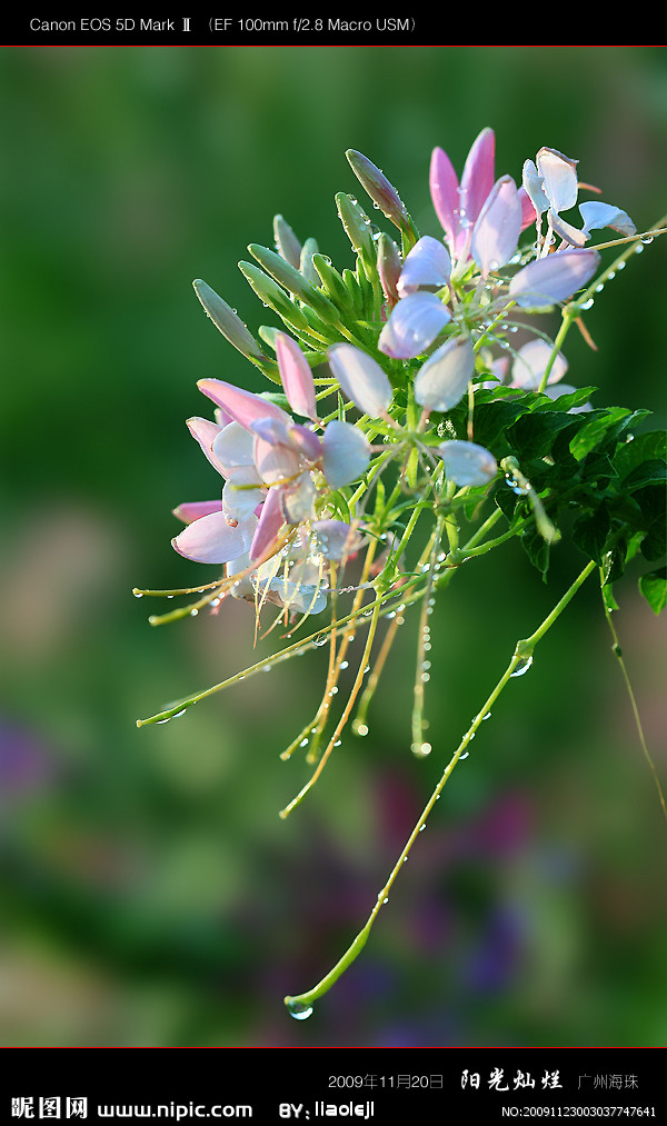 醉蝶花