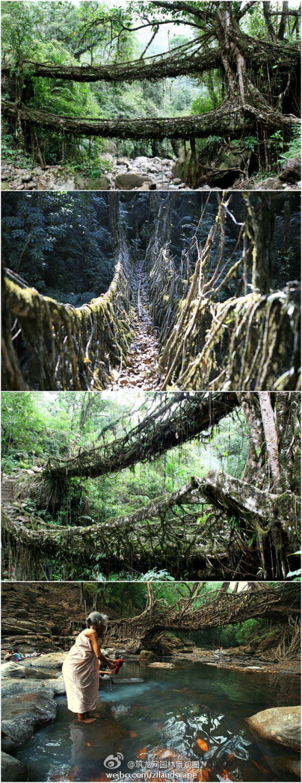 在印度东北部的乞拉朋齐(Cherrapunji)，当地人像种庄稼一样在“种桥”：让附近树木慢慢长成天然之桥。整个过程会持续多年，这种方法造出的桥堪称“天作之合”，而且非常结实，看上去就像是来自某个奇幻世界的神奇之物