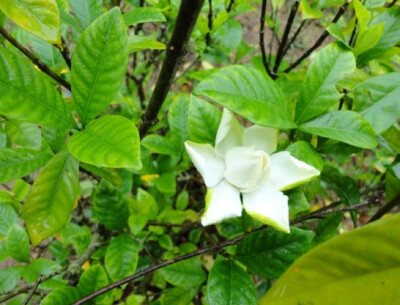 淡淡的清香——栀子花