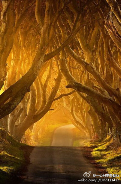 爱尔兰的安特里姆隧道树，晨光透过枝干洒进来，在空气中泛着微醺的味道，如仙境般空灵梦幻~~