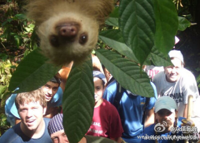 ：图中的动物是只树懒 sloth，是不是太会抢镜了？#旅途趣闻#