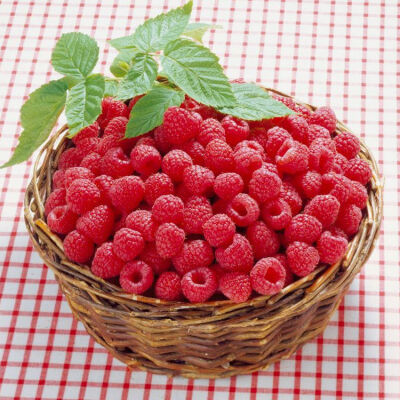 法国红树莓