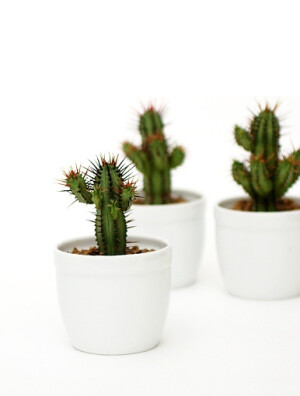 他的刺看来特别强壮。