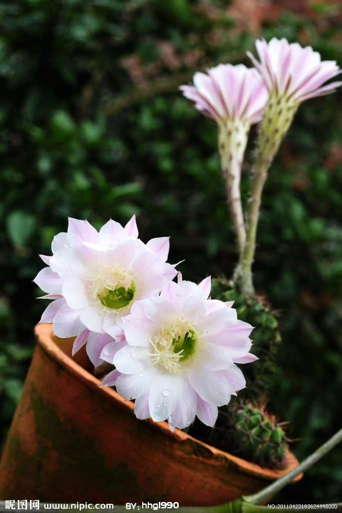 仙人球花