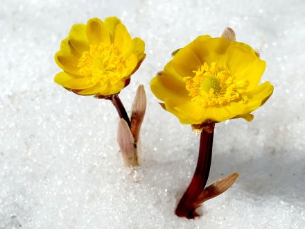 侧金盏花花语 ：回忆、坚忍、执着！（别称:冰凌花、冰里花、冰郎花、冰凉花）它是在冰天雪地里，最早开放的草本花朵，享有“林海雪莲”之美称。在西方神话传说里，美貌少年阿多尼斯，为了安慰为自己的死而悲伤的恋人维纳斯，转世为侧金盏花。