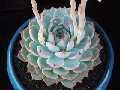 ECHEVERIA chihuahuaensis, Ruby Blush; 130; Echeveria 'Ruby Blush'; any difference from E. chihuahuaensis?