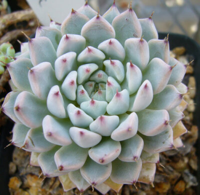 ECHEVERIA cuspidata Menchaca- gemmula; 130; Echeveria cuspidata var. gemmula; popular black claw in the Land, longer leaf