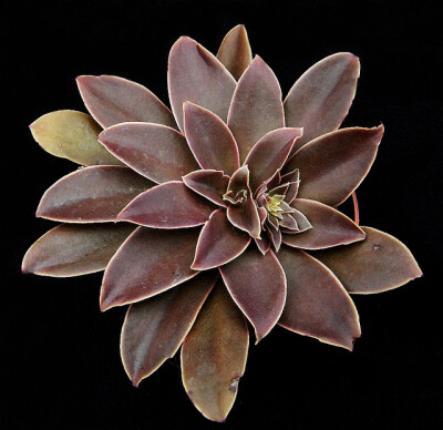 ECHEVERIA diffractens; 130; Echeveria diffractens