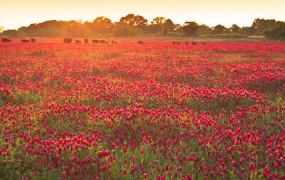 Places of Solitude: Fields of Clover by Laura Tidwell