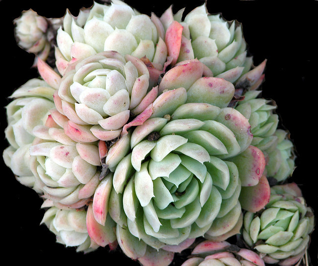 ECHEVERIA elegans - Potosina; 120; Echeveria elegans var. potosina; How can you recognize this one from Echeveria elegans?