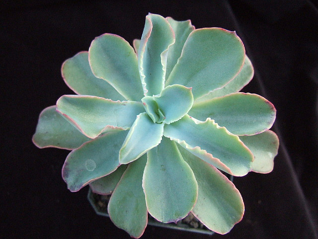 echeveria fulgens, michoacan; 120; echeveria fulgens