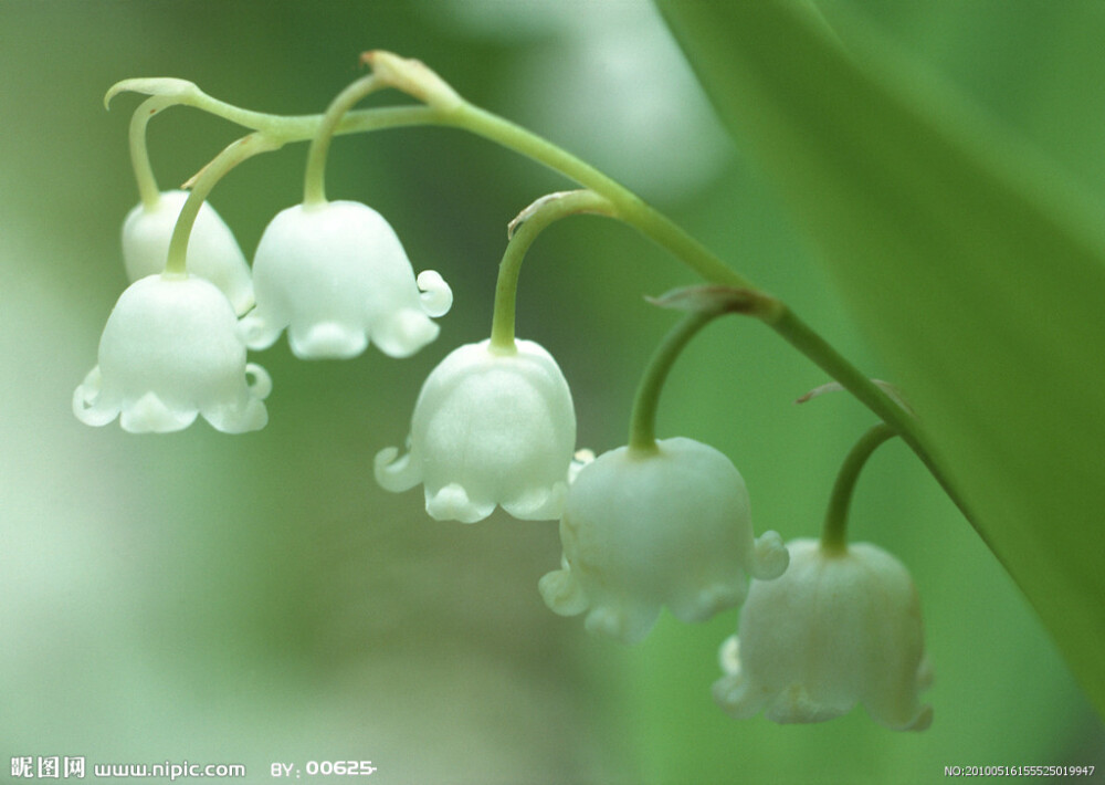 铃兰（Convallaria majalis），又名风铃草，百合科铃兰属，也是铃兰属中唯一的种。白色的铃铛状花朵，偶有橘红色的果实，有毒，特别是叶子，甚至是保存鲜花的水也会有毒。铃兰落花在风中飞舞的样子就像下雪一样，因此铃兰的草原也被人们称为“银白色的天堂”。它的花语是幸福归来。 铃兰是芬兰、瑞典、南斯拉夫的国花，在法国的婚礼上常常可以看到，将它赠与新娘，祝福新人“幸福的到来”。在法国，铃兰是纯洁，幸福的象征，互赠铃兰是法国人五月一日一定要做的一件事，因为法国人相信，铃兰会让人走运。