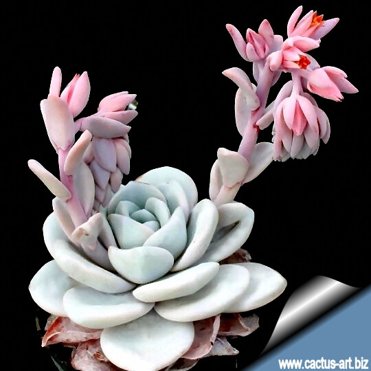 ECHEVERIA laui; 72; Echeveria lauii; snow lotus