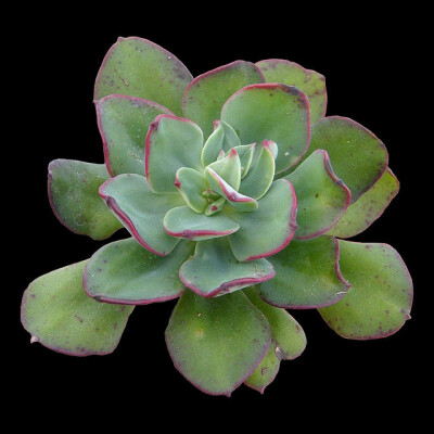 ECHEVERIA nuda, Nogales; 130; Echeveraia nuda