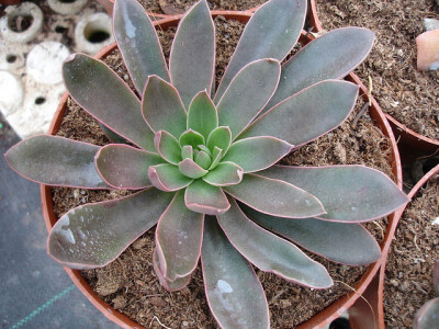 ECHEVERIA paniculata, Durango Mazatlan; 120; Echeveraia paniculata