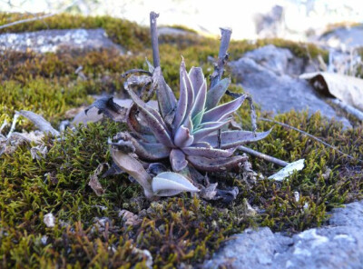 ECHEVERIA paniculata - maculata, Quiroga; 130; Echeveraia paniculata var. maculata