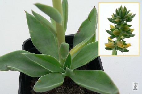 ECHEVERIA platyphylla, Siberia; 120; Echeveraia platyphylla