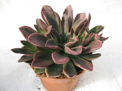 ECHEVERIA racemosa - Lurida; 120; Echeveraia racemosa var. lurida