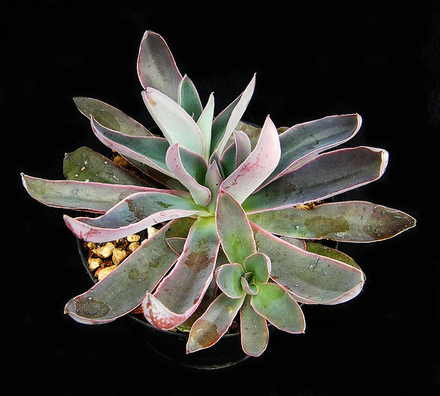 ECHEVERIA racemosa; 120; Echeveraia racemosa