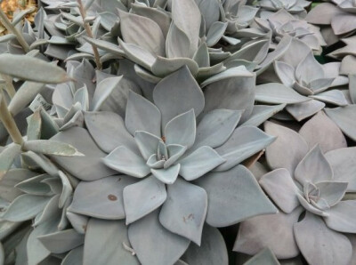 ECHEVERIA rodolfii,Santa Engracia; 140; Echeveraia rodolfii; nice diamond powdered