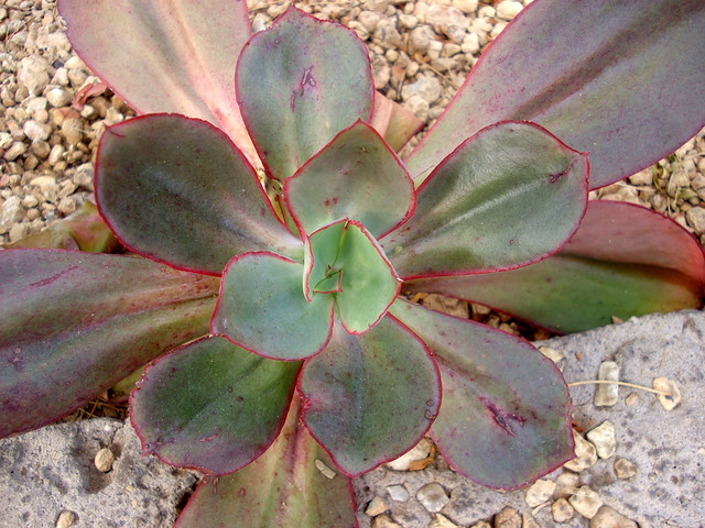 ECHEVERIA rubromarginata,Esperanza; 130; Echeveria rubromarginata; tiny red waving edge; Zusung: This is a beautiful plant!! One of those on my wish list :)