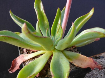 ECHEVERIA schaffneri, Cruces, SLP; 130; Echeveraia schaffneri