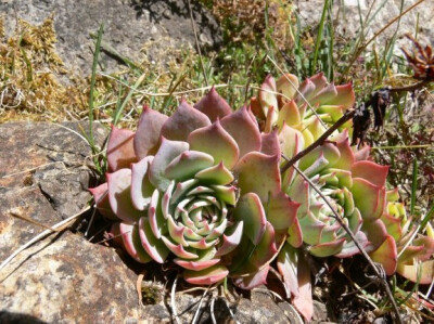 ECHEVERIA secunda, Michoacan; 120; Echeveraia secunda； one E. secunda