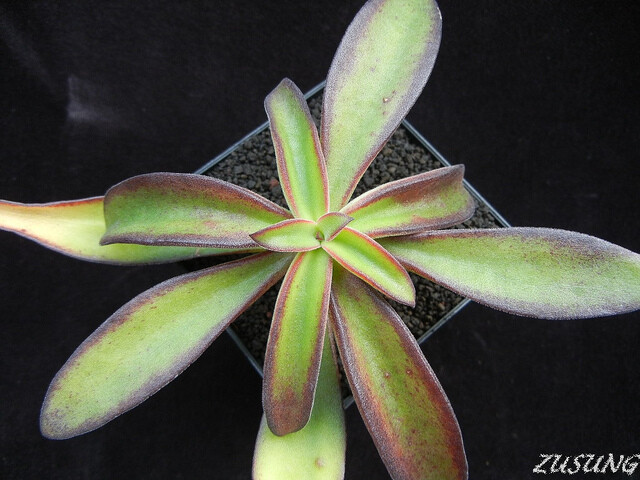 ECHEVERIA semivestita,Pinal de Amoles; 130; Echeveraia semivestita; Has unique leaf texture