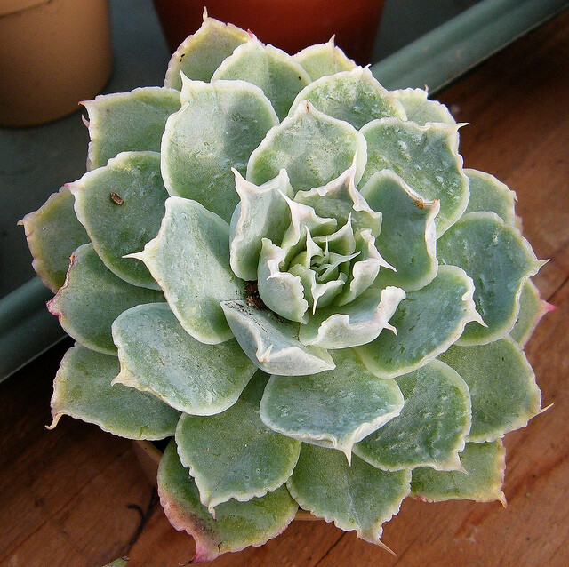 ECHEVERIA simulans, Ascension; ECHEVERIA simulans, Laguna Sanchez; ECHEVERIA simulans, Rayones; ECHEVERIA simulans, Siberia; 130; Echeveraia simulans; like frilly E. lilacina