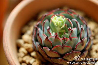 ECHEVERIA sp El Encino, Hidalgo; 130; Echeveria sp.(EI Encino Hidaigo); gorgeous red edge