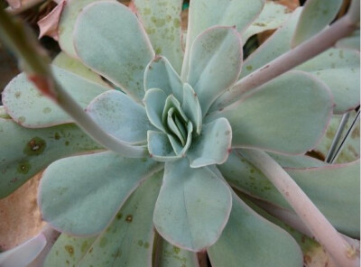 ECHEVERIA sp Huautla L98/58; 130; Echeveria sp.(Huautla L98/58); nothing special