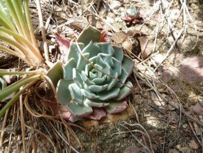 ECHEVERIA sp Real de Catorse; 76; Echeveria sp.(Real de Catorse); just sth. new