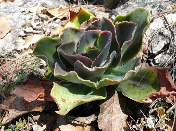 ECHEVERIA sp Santa Maria Sola,Oaxaca; 130; Echeveria sp.(Santa Maria Sola); fondant cake