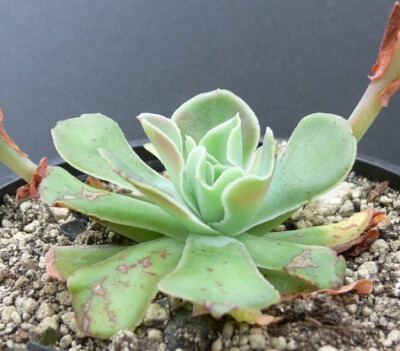 ECHEVERIA sp Taxco,Guerrero L00/5; 130; Echeveria sp.(Taxco)