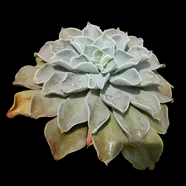 ECHEVERIA strictiflora,Bustamante ,NL; 72; Echeveria strictiflora (Bustamante)； like white prince