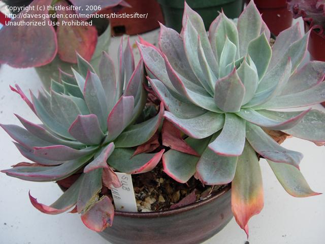 ECHEVERIA subalpina, Perote - Meyraniana; 130; Echeveria subalpina； another Dudleya like