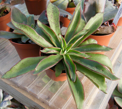 ECHEVERIA tamaulipana,CD Victoria; 130; Echeveria tamaulipana； seedling of 2 years