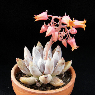 ECHEVERIA tolimanensis; 130; Echeveria tolimanensis