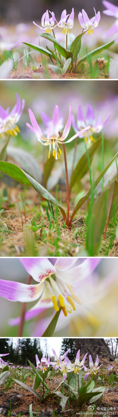 西伯利亚猪牙花，百合科，猪牙花属。