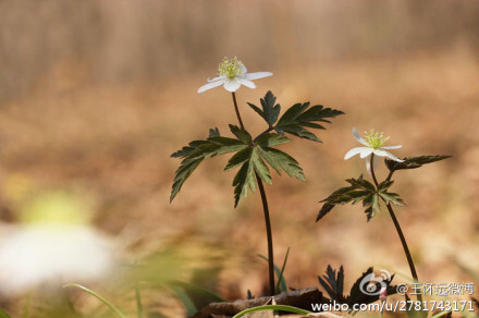 黑水银莲花，毛茛科，银莲花属。