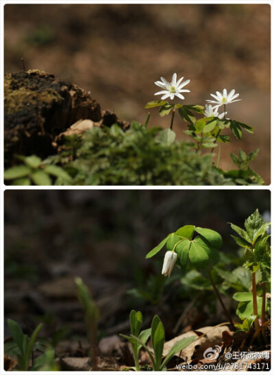 多被银莲花，毛茛科，银莲花属。