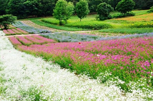 漫漫花海